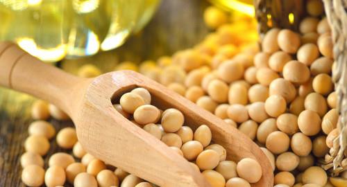 植物性蛋白质的主要来源有豆类