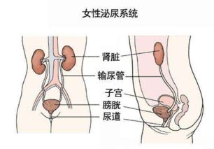 女性泌尿系统特点