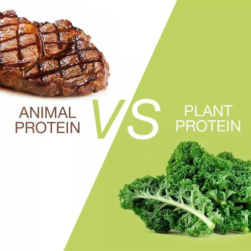 最好的植物性蛋白质来源是