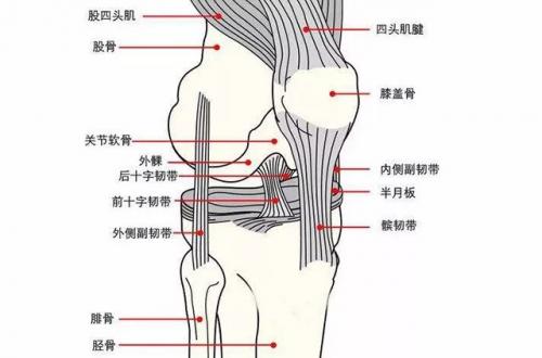 运动后怎么恢复膝盖疼痛