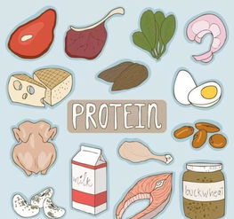 植物性蛋白主要来源于什么组织