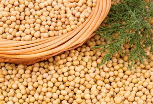 植物性蛋白质的主要来源有豆类