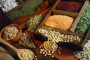 植物性蛋白质的主要来源有豆类和什么